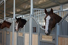 Deux hommes interpellés après avoir violé des chevaux dans une écurie