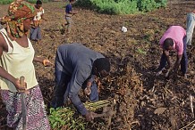 Côte d'Ivoire/conflits fonciers: des chefs de village plaident pour une sensibilisation plus accrue 
