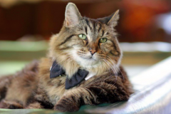 A 26 ans, Corduroy est le plus vieux chat du monde
A 26 ans, Corduroy est le plus vieux chat du monde