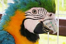 Un perroquet reçoit un bec en titane imprimé en 3D pour manger
