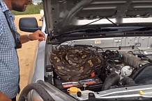 (Vidéo) Zimbabwe : Ils découvrent un énorme python dans le capot de leur voiture