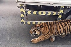 (Vidéo) Qatar : Un tigre se promène entre les voitures sur une route de Doha
