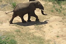 Un éléphant marche des centaines de kilomètres pour retourner en Somalie