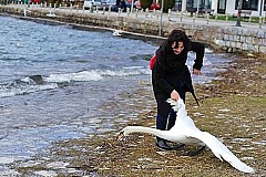 (Photos) Elle tue un cygne pour un selfie 