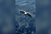 (Vidéo) Une pieuvre capture et noie une mouette