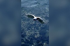 (Vidéo) Une pieuvre capture et noie une mouette (Vidéo) Une pieuvre capture et noie une mouette