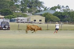 (Vidéo) Australie: Un taureau charge des joueurs de football