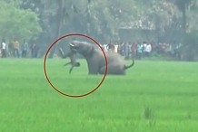 (Vidéo) Inde : Un éléphant Piétine et tue un homme