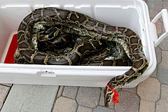 Etats-Unis : Chassé d'un restaurant, il lâche un python géant Etats-Unis : Chassé d'un restaurant, il lâche un python géant