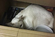Royaume-Uni : Un chat survit huit jours après avoir été envoyé par la Poste