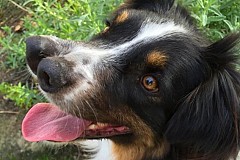 (Vidéo et Photos) Toby, le chien né avec deux museaux et abandonné par ses maîtres
