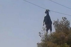 (Vidéo) Le sauvetage d’une chèvre suspendue par les cornes à un câble électrique