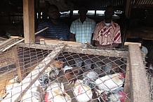 124 millions FCFA pour indemniser les éleveurs victimes de la grippe aviaire