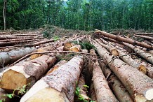 Côte d’Ivoire/ La société civile ivoirienne se forme pour une meilleure participation à la gouvernance des ressources forestières