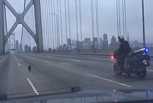 (Vidéo) Etats-Unis: Un Chihuahua sème la zizanie sur un pont de San Francisco