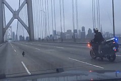 (Vidéo) Etats-Unis: Un Chihuahua sème la zizanie sur un pont de San Francisco (Vidéo) Etats-Unis: Un Chihuahua sème la zizanie sur un pont de San Francisco