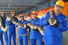 Le plus grand serpent du monde découvert en Malaisie ?