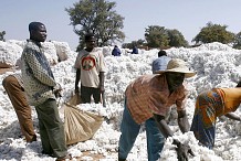 Mise en place d’un fonds de garantie de 1,8 milliard FCFA par les producteurs de coton