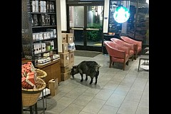 Une chèvre entre dans un Starbucks pour prendre «sa dose de caféine»