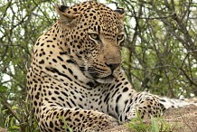 Un nouveau léopard au zoo d’Abidjan 
