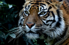 Floride : Un tigre tue la gardienne d’un zoo
