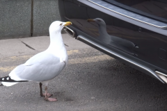 (Vidéo) Une mouette se bat avec son reflet 
