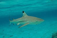 Polynésie Française : Ils se battent à mains nues contre un requin