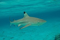 Polynésie Française : Ils se battent à mains nues contre un requin Polynésie Française : Ils se battent à mains nues contre un requin