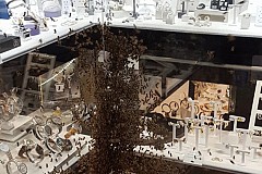 (Vidéo) Des milliers d'abeilles prennent d'assaut une bijouterie de Montpellier