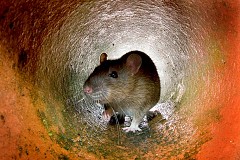 Assis sur ses toilettes, il se fait mordre les fesses par un rat
