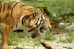 Afrique du Sud : Un enfant trop curieux se fait attaquer par un tigre
