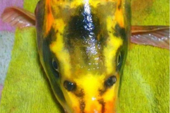 Chine : Découverte d'un poisson possédant un ''visage humain'' | LeBabi ...