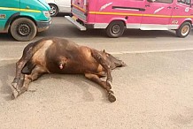 (Photo) Ghana : Des bœufs morts dans la rue sans leurs parties génitales