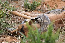 (Photos + Vidéo) Afrique du Sud : Un bébé impala se fait avaler par un python sous le regard impuissant de sa mère