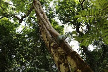 Toumodi: Un gros arbre tombe sur 3 enfants
