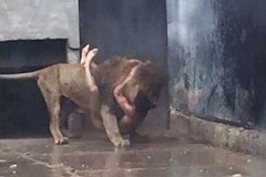 (Vidéo) Chili : Il se jette nu dans la fosse aux lions pour en finir

