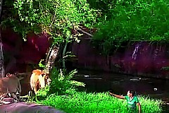 (Photos + Vidéo) Inde : Ivre, il saute dans l'enceinte des lions d'un zoo