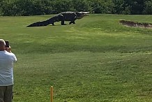 (Vidéo) Floride : Un alligator de près de 5 mètres de long visite un parcours de golf