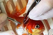 Royaume-Uni : Ils font 200 km pour opérer leur poisson rouge
