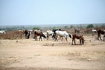 Côte d’Ivoire : plusieurs blessés dans des affrontements liés à un conflit agriculteurs éleveurs à Touba
