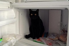 Le cambrioleur enferme le chat dans le congélateur de peur qu’il témoigne contre lui Le cambrioleur enferme le chat dans le congélateur de peur qu’il témoigne contre lui