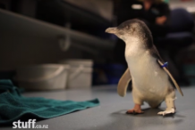 Amputé d’une patte, un pingouin remarche grâce à une prothèse imprimée en 3D