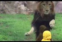 (Vidéo) Un lion bondit sur un enfant et s'écrase sur la vitre de son enclos
