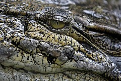 Floride: un alligator aperçu avec un corps humain dans sa gueule