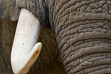 Côte d’Ivoire: 150kg de défense d’éléphants saisis, une prise très importante
