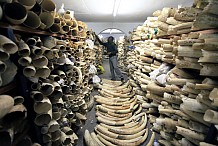 Saisie de 150kg d'ivoire : La plus grande saisie d’ivoire en Côte d’Ivoire depuis dix ans