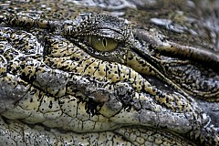Floride: un garçonnet de 2 ans avalé par un alligator Floride: un garçonnet de 2 ans avalé par un alligator