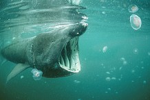 Bretagne: Un nageur percute un requin lors d'une traversée