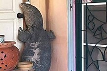 Toc toc toc, qui est là? Un varan tente de rentrer dans une maison