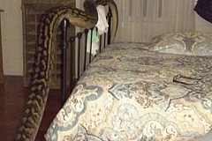 (Vidéo) Australie – Elle tombe nez à nez avec un python de 5 mètres dans sa chambre 